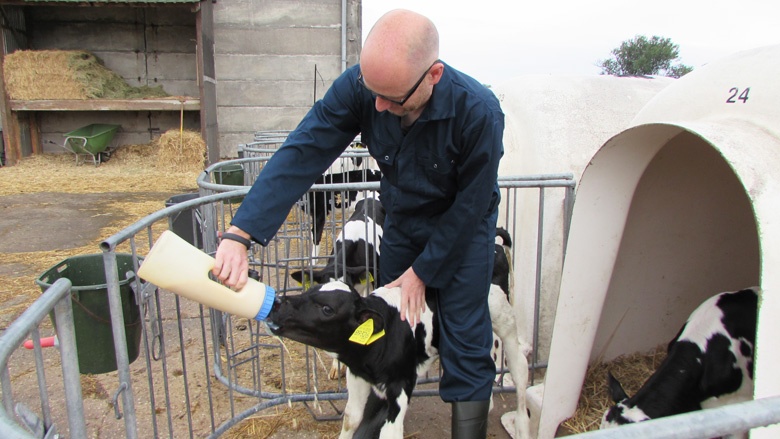 Peter Tauber füttert ein Kalb Peter Tauber füttert ein Kalb